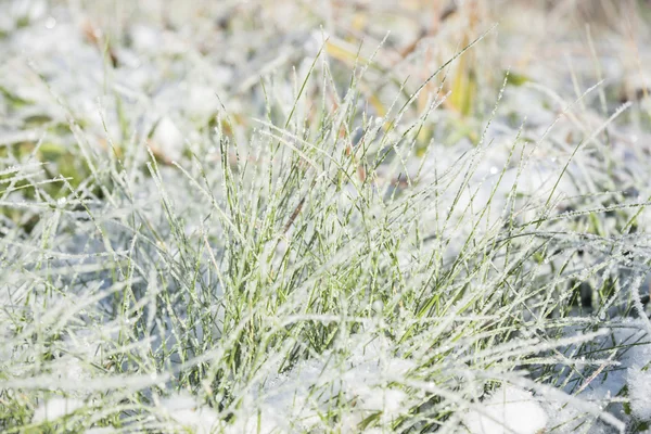 Snow on the grass — Stock Photo, Image