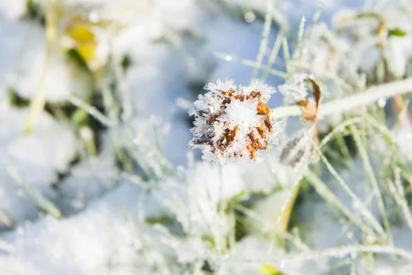 Snow on the grass — Stock Photo, Image