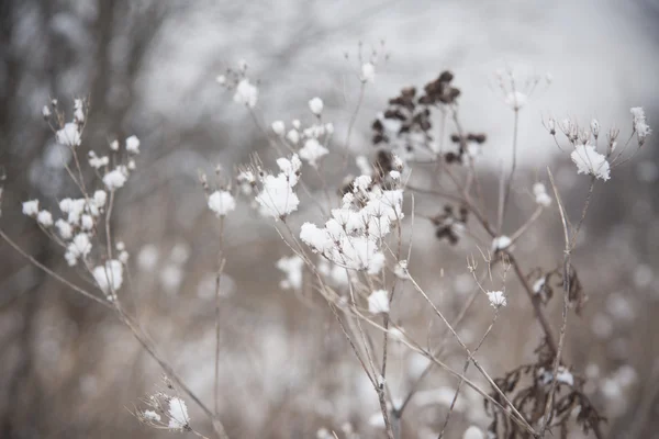 Grass under the snow — Stock Photo, Image