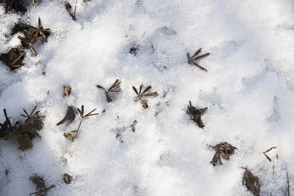 Трава под снегом — стоковое фото