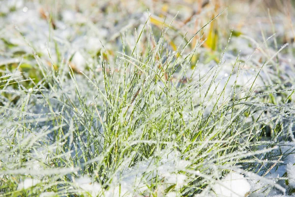 Snow on the grass — Stock Photo, Image