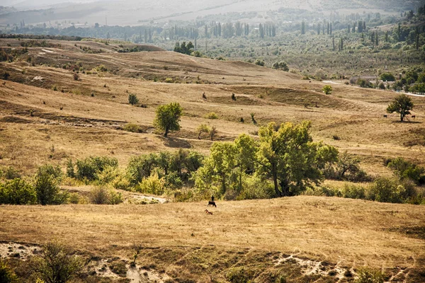 The tree on the hill in a late summer — Stock Photo, Image