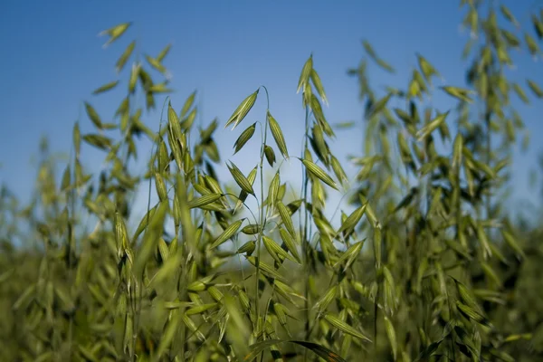 Green oats — Stock Photo, Image