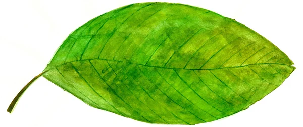 Aquarell grünes Blatt — Stockfoto