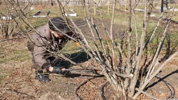 Senior orang tua tukang kebun prunes semak-semak ranting — Stok Video