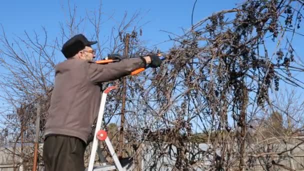 Senior oudere man tuinman pruimen struiken twijgen — Stockvideo