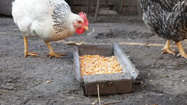 Frangos de gama livre galinhas bicando milho e alimentos — Vídeo de Stock