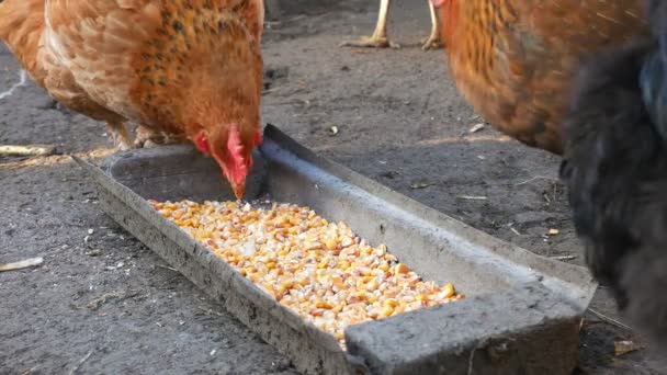 Безкоштовний асортимент курячих курей, які чіпляються за кукурудзу та їжу — стокове відео