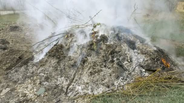 Burning grass foliage heap with heavy dense smoke — Stock Video