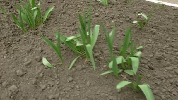 New fresh tulips flowerbed in spring. Pan shot. — Stock Video