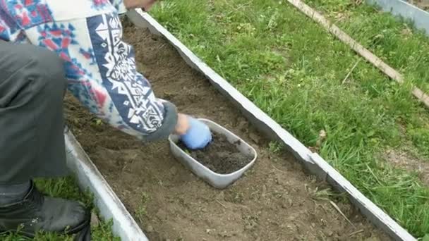 Senior anciano planta verduras en el jardín — Vídeo de stock