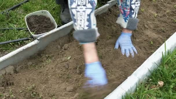 Seniorin pflanzt Gemüse im Garten — Stockvideo