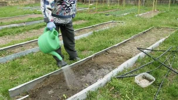 Старший літній чоловік поливає ліжко овочевий сад — стокове відео
