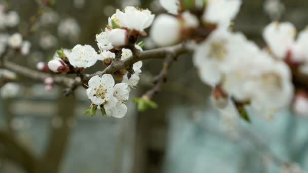 Fleurs fleurissent sur la branche d'arbre fruitier de poire — Video