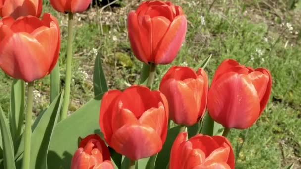 Red tulips in the garden flowerbed in the wind — Stock Video