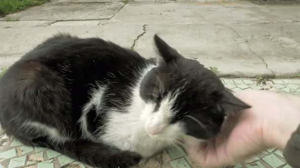 爱抚爱抚和抚摸一只猫 — 图库视频影像