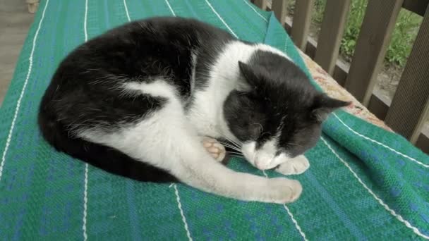 Γάτα που κοιμάται στο patio έξω από το σπίτι — Αρχείο Βίντεο