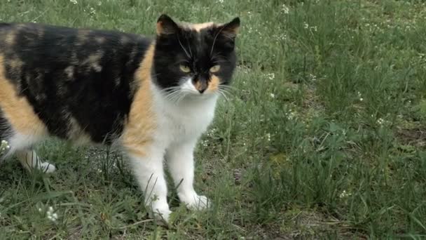 Katt spottar gnäller meows och väser utomhus — Stockvideo