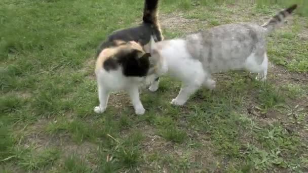 Deux chats amoureux affectueusement touchants marchant — Video