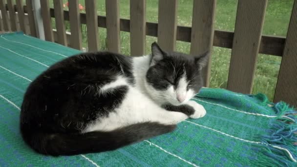 Gato durmiendo en patio fuera de la casa — Vídeos de Stock