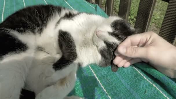 Petting simogató, dédelgető egy macska — Stock videók
