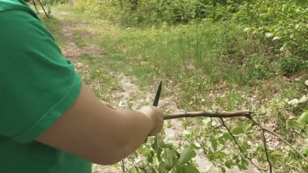 Man cuts saws tree branch in green summer forest — Stock Video