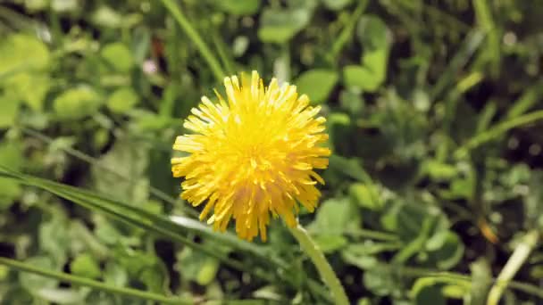 Gelbe Löwenzahnblüte in der wilden Umgebung — Stockvideo