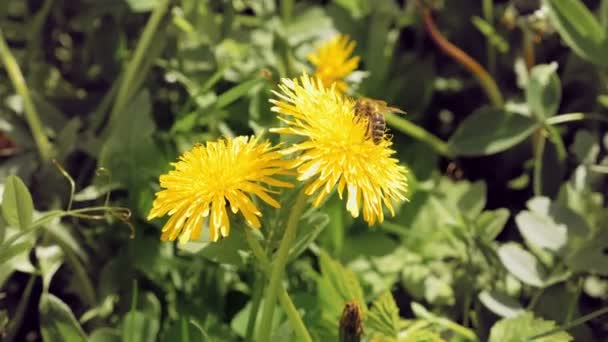 Bee op de gele bloem in het wild milieu — Stockvideo