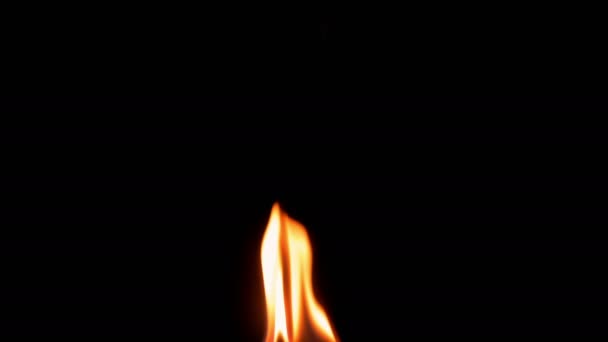 Natural burning fire flame on the black background — Stock Video