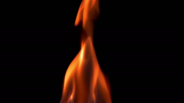 Natural burning fire flame on the black background — Stock Video