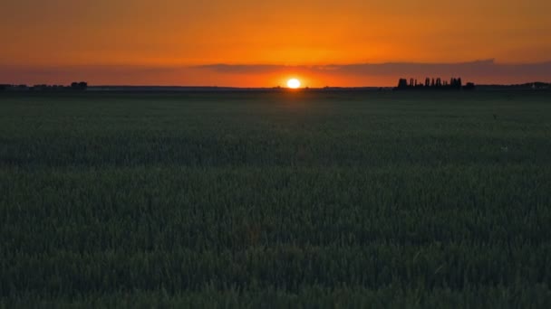 Solnedgång över naturen gräsmatta fältet med moln — Stockvideo