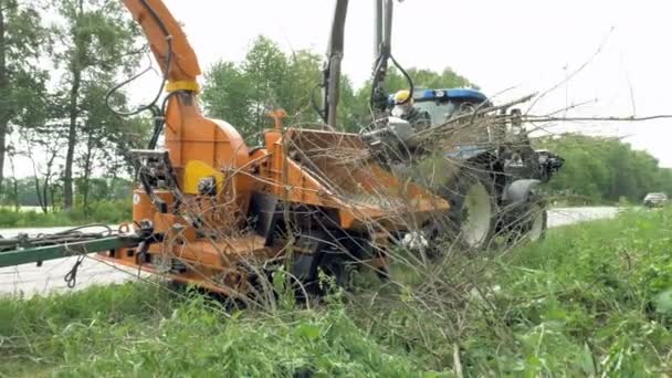 Alte und trockene Äste im Park werden gesäubert — Stockvideo