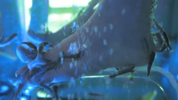 Uma senhora está em um spa recebendo um pedicure de peixe — Vídeo de Stock