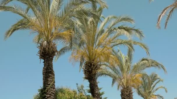 Palmbomen evolueren in de wind — Stockvideo