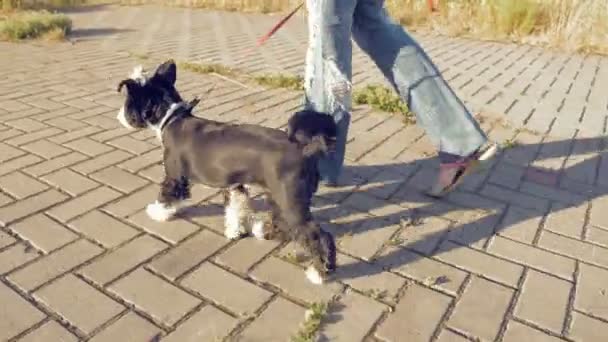 Mädchen geht mit kleinem lustigen Hund im Park spazieren — Stockvideo