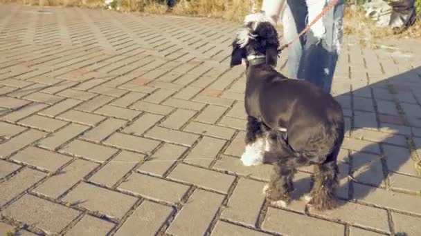 Девушка гуляет с маленькой смешной собачкой в парке — стоковое видео