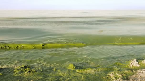 Algenbloei vervuild water groene kleur in lake — Stockvideo