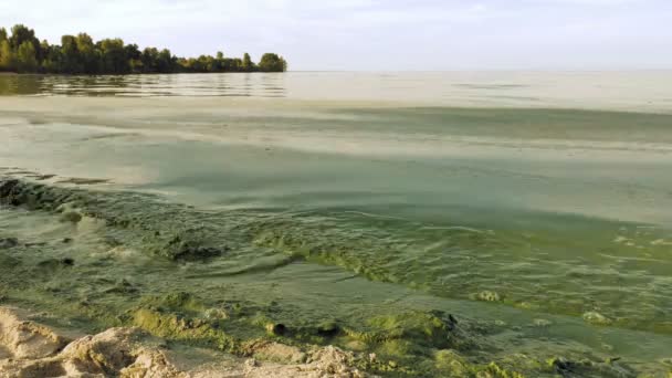 Podczas kwitnienia zanieczyszczona woda zielony kolor w jeziorze — Wideo stockowe