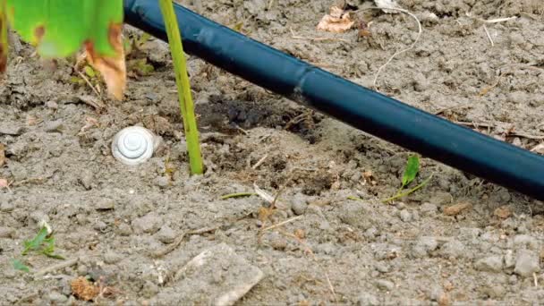 Gotejamento gotejamento gota água irrigação timelapse — Vídeo de Stock