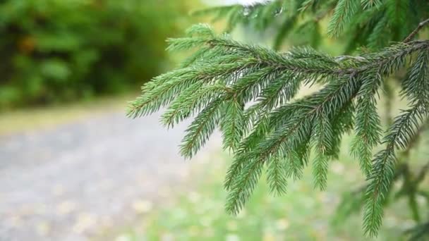 Abeto rama de árbol de Navidad — Vídeos de Stock