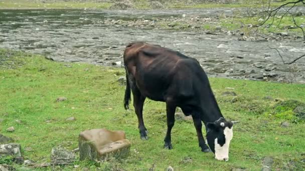 Коровьи пастбища на берегу реки — стоковое видео
