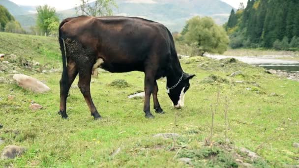 Koe weiden op de rivier bank — Stockvideo