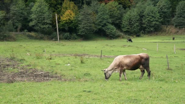 Pastos de vacas en el prado de montaña — Vídeos de Stock