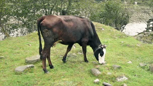 Pascoli di mucca sulla riva del fiume — Video Stock