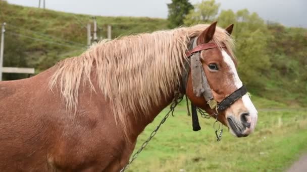 Cavalo com crina bonita — Vídeo de Stock