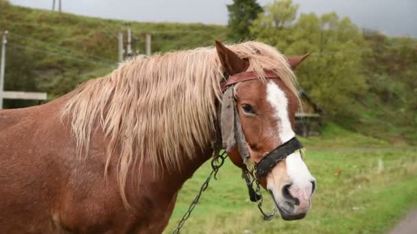 Cavalo com crina bonita — Vídeo de Stock