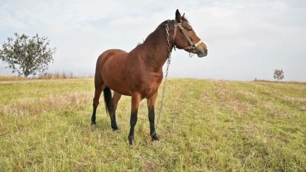 Cavalo no prado de grama verde — Vídeo de Stock