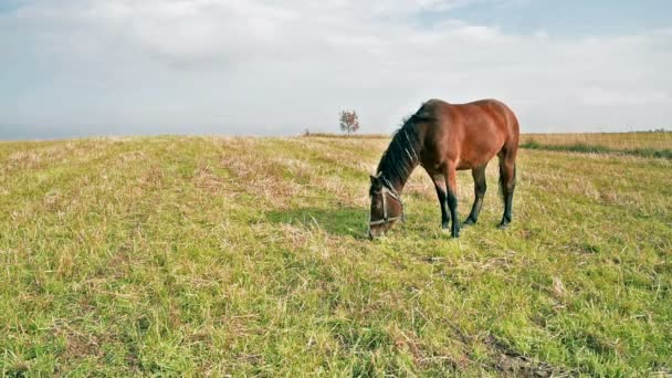 Häst på grönt gräs äng — Stockvideo