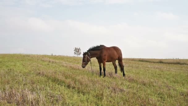 緑の草の牧草地で馬 — ストック動画