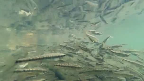 Flock av små fiskar under vattnet — Stockvideo